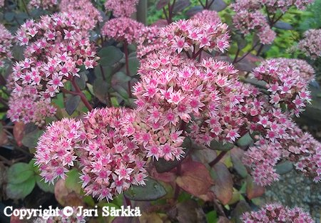 Sedum 'Matrona', komeamaksaruoho
